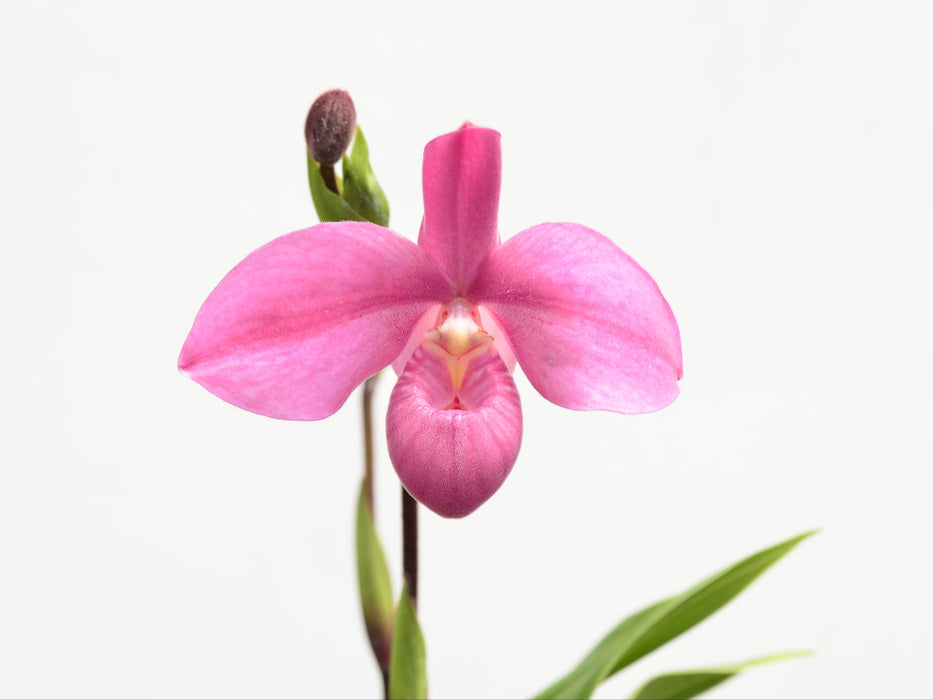 Phragmipedium Memoria Mariza Rolando