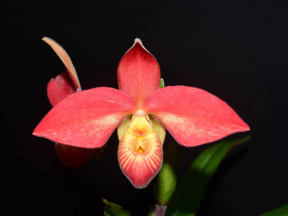 Phragmipedium Saint Ouen