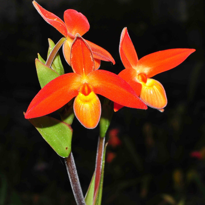 Phragmipedium besseae var dalessandroi