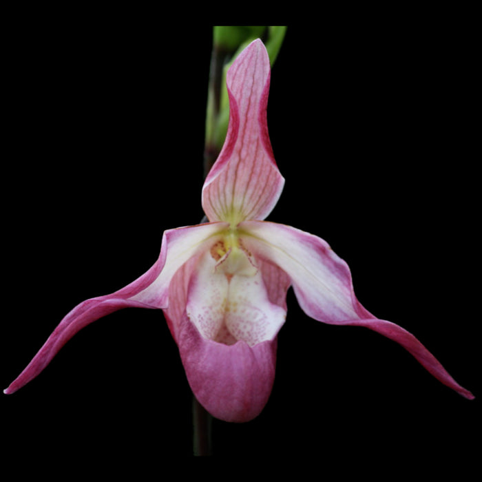 Phragmipedium Ainsworthii