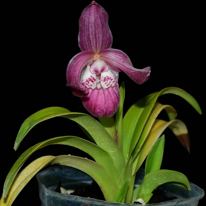 Phragmipedium Charlie Hanson