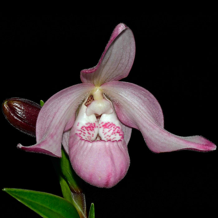 Phragmipedium Charlie Hanson