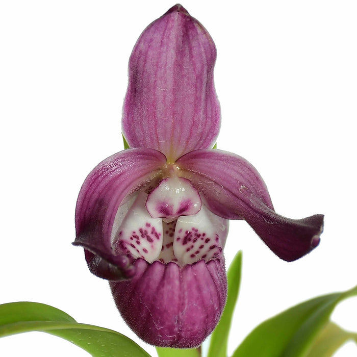 Phragmipedium Charlie Hanson