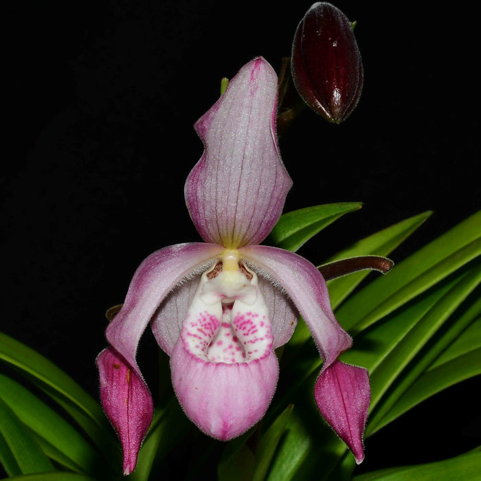 Phragmipedium Charlie Hanson