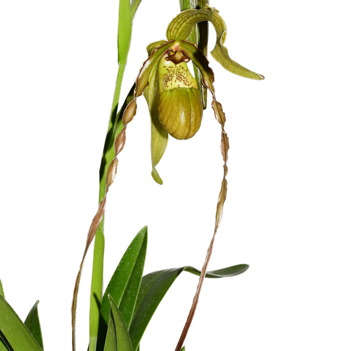 Phragmipedium Michael Riley