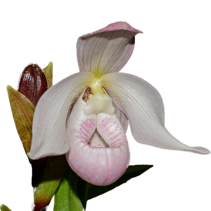 Phragmipedium Paz en Colombia