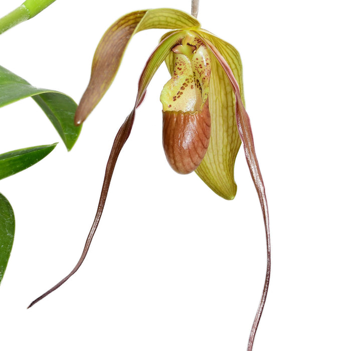 Phragmipedium x pfitzerianum