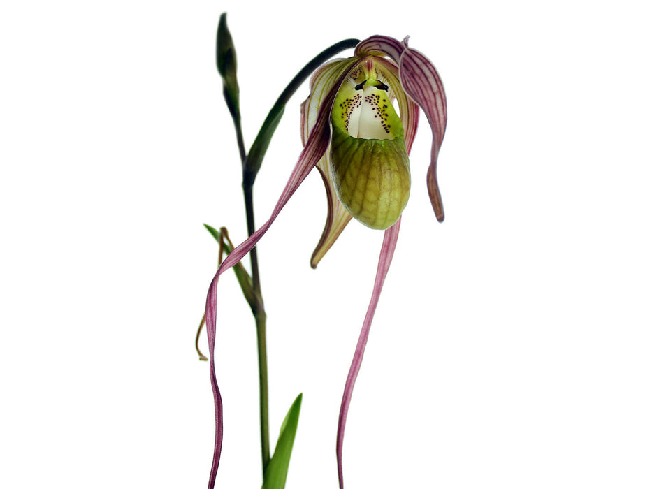 Phragmipedium Diana Salazar
