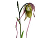 Phragmipedium Diana Salazar