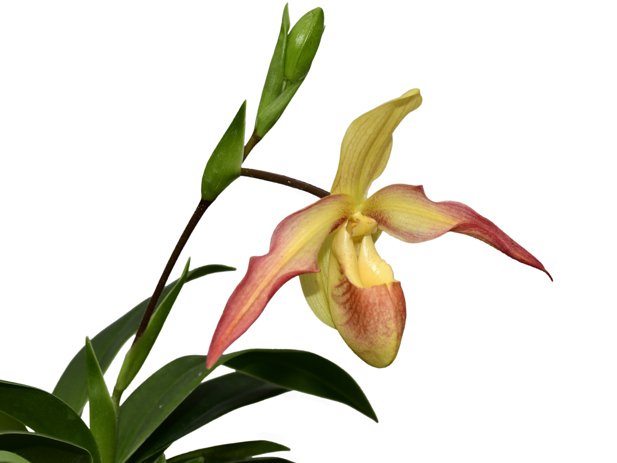 Phragmipedium Eric Young xanthinum red — Ecuagenera USA Corp