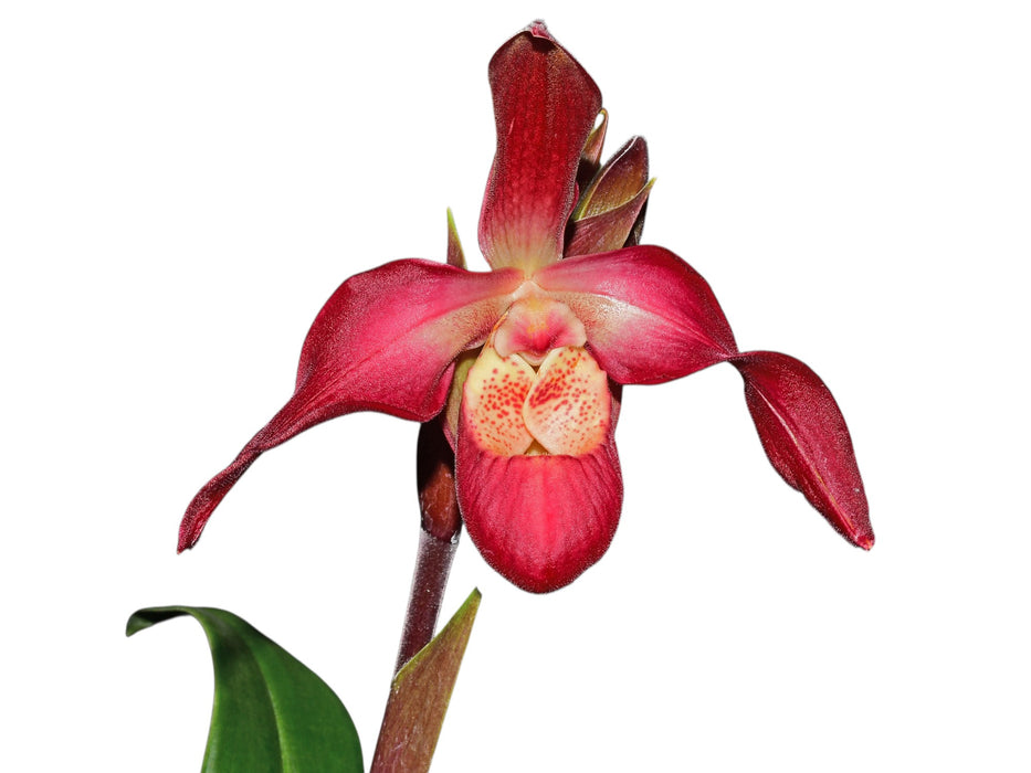 Phragmipedium Ingapirca