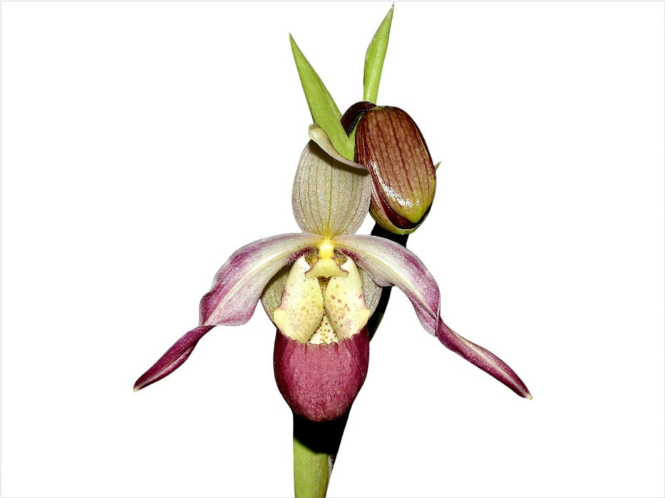 Phragmipedium Ainsworthii