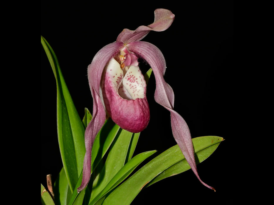 Phragmipedium Alex Portilla