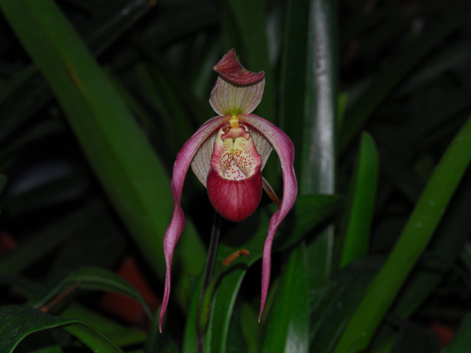 Phragmipedium Belle Hougue Point