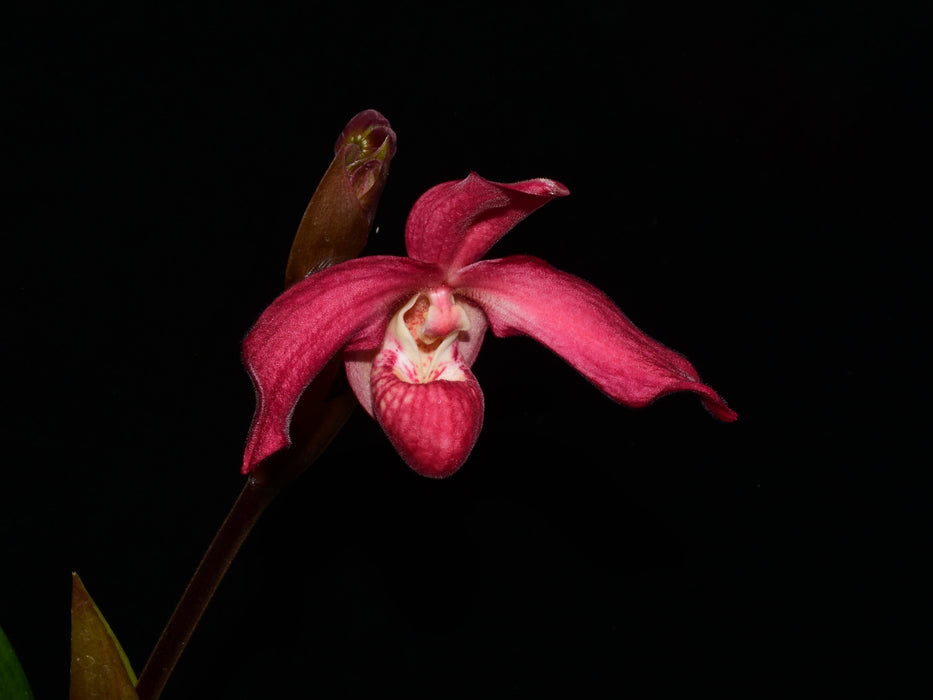 Phragmipedium Big Dreams