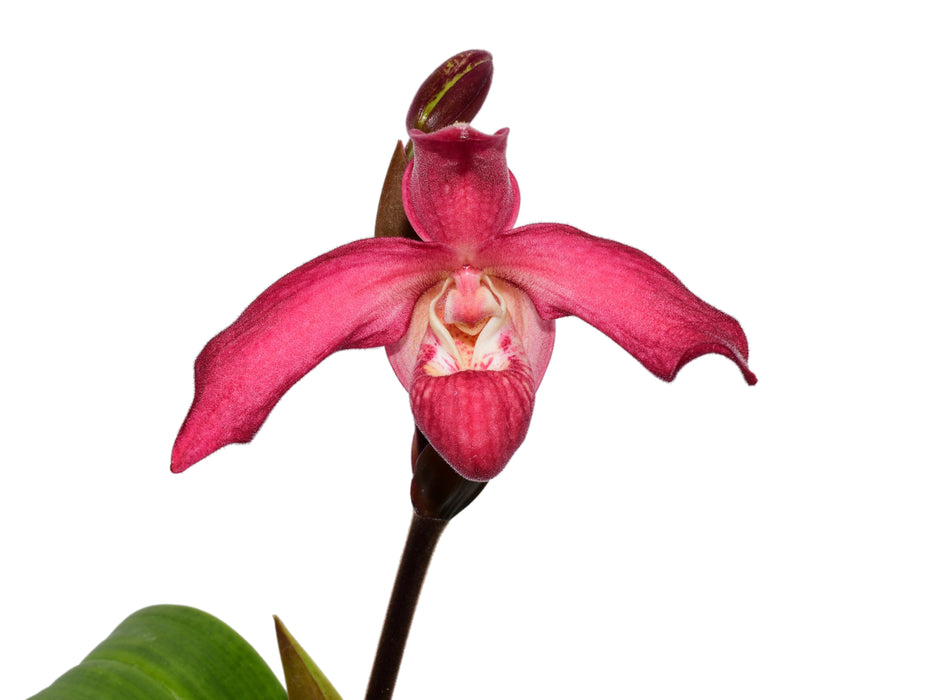 Phragmipedium Big Dreams