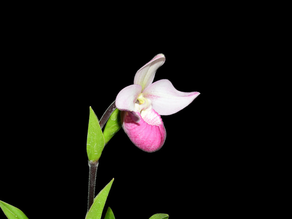 Phragmipedium Cardinale