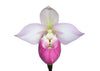 Phragmipedium Cardinale