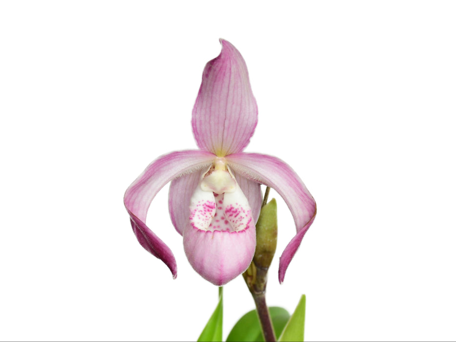 Phragmipedium Carol Kanzer