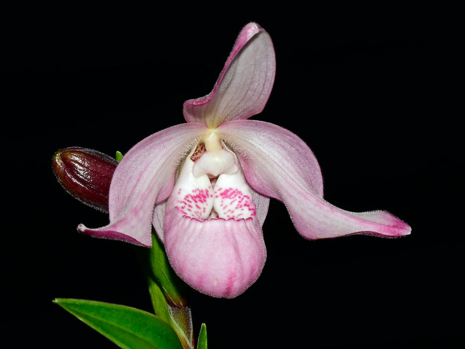 Phragmipedium Charlie Hanson