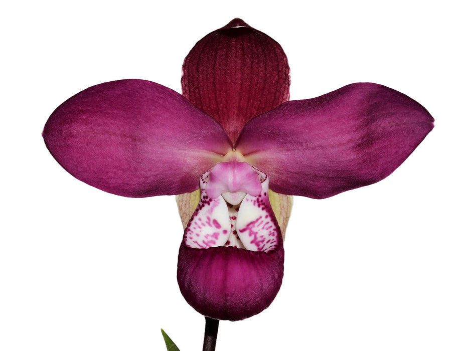 Phragmipedium Cuencano