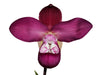 Phragmipedium Cuencano
