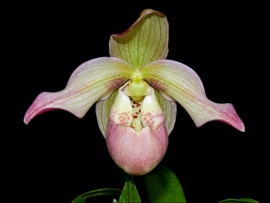 Phragmipedium Easy Men