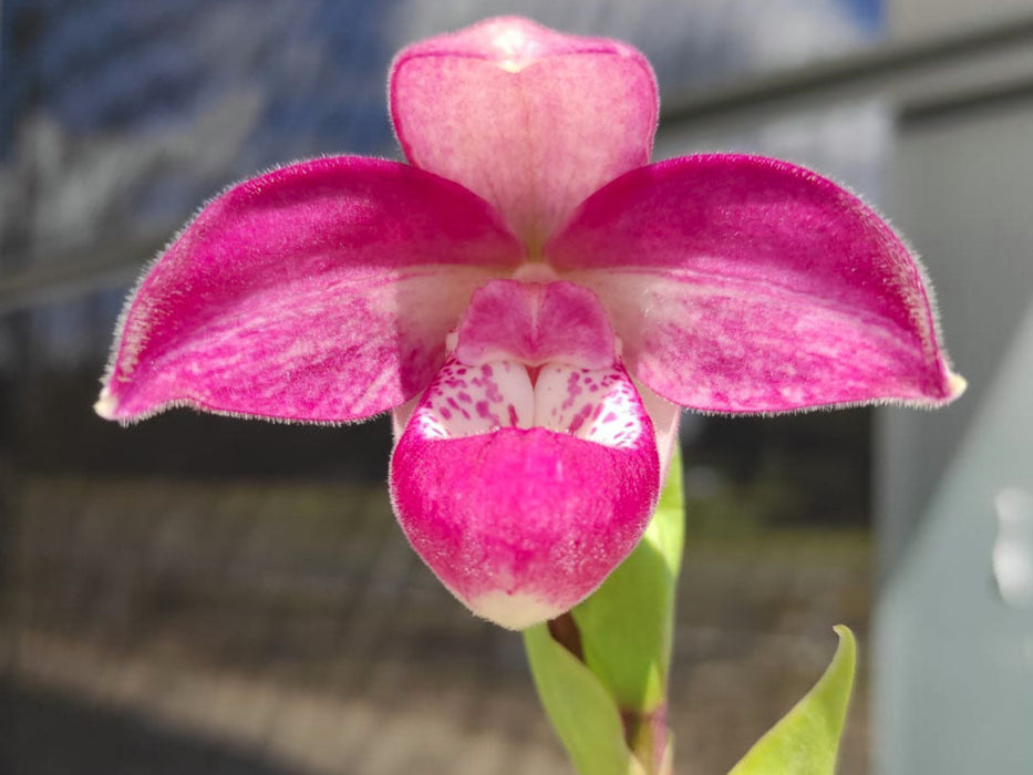 Phragmipedium Ecuagenera Dream