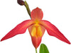 Phragmipedium Eric Young