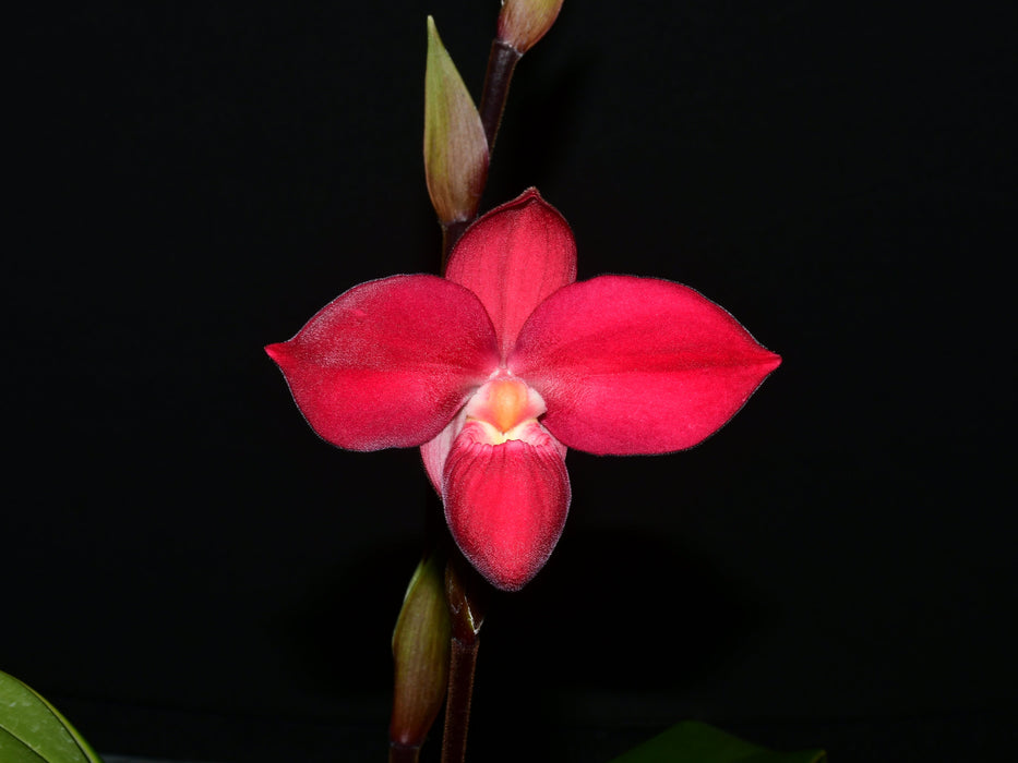 Phragmipedium Eugene Banziger 'Pangui Sunset'