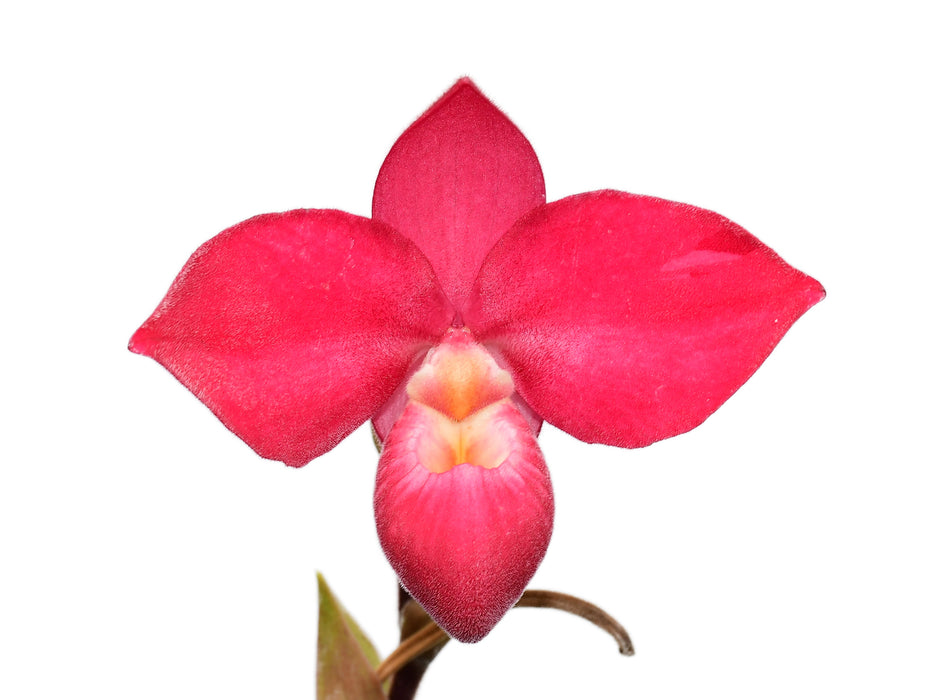 Phragmipedium Eugene Banziger 'Pangui Sunset'