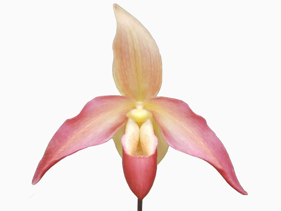 Phragmipedium Franz Glanz