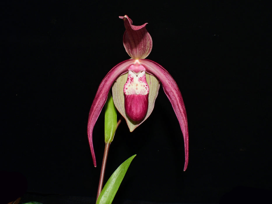 Phragmipedium GB