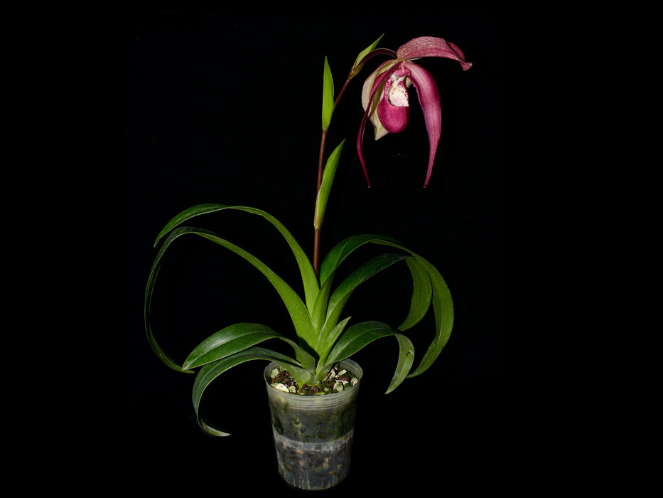 Phragmipedium GB