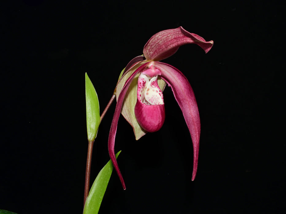 Phragmipedium GB