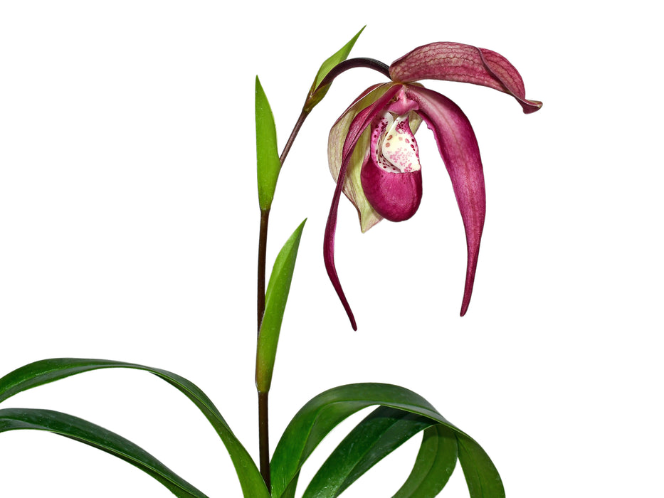 Phragmipedium GB