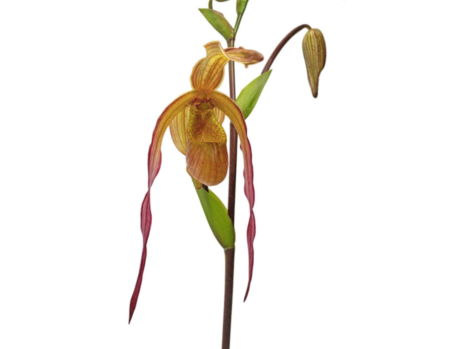 Phragmipedium — Ecuagenera USA Corp