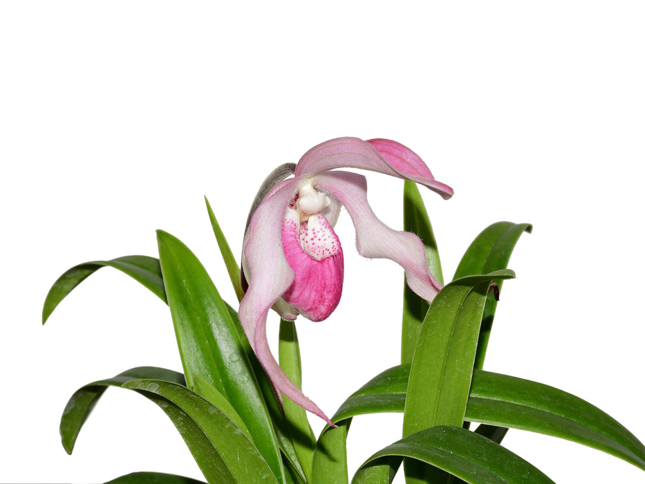 Phragmipedium Gerardo Guachisaca