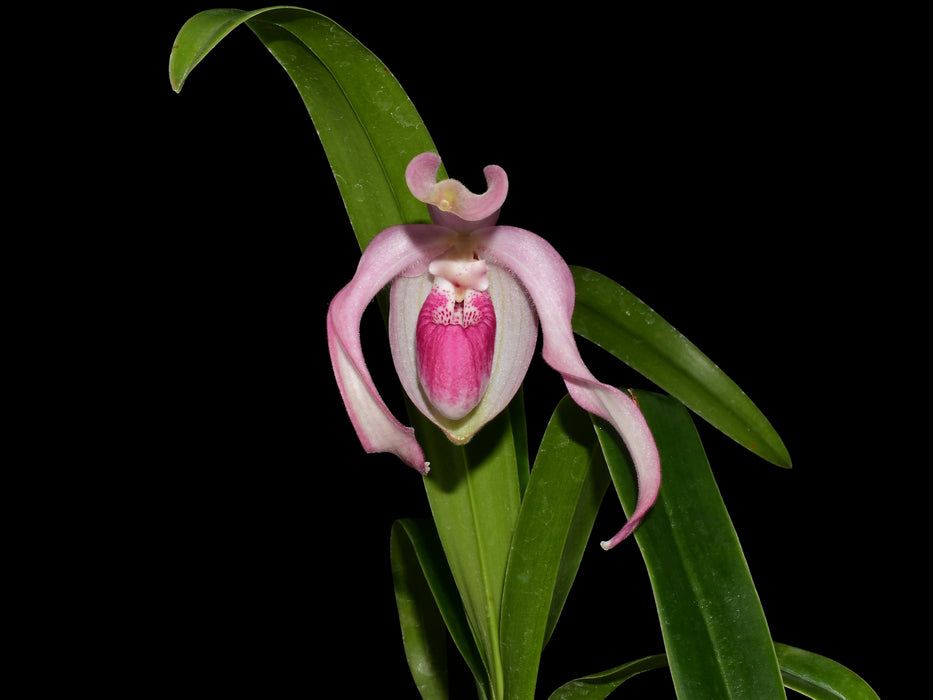 Phragmipedium Gerardo Guachisaca