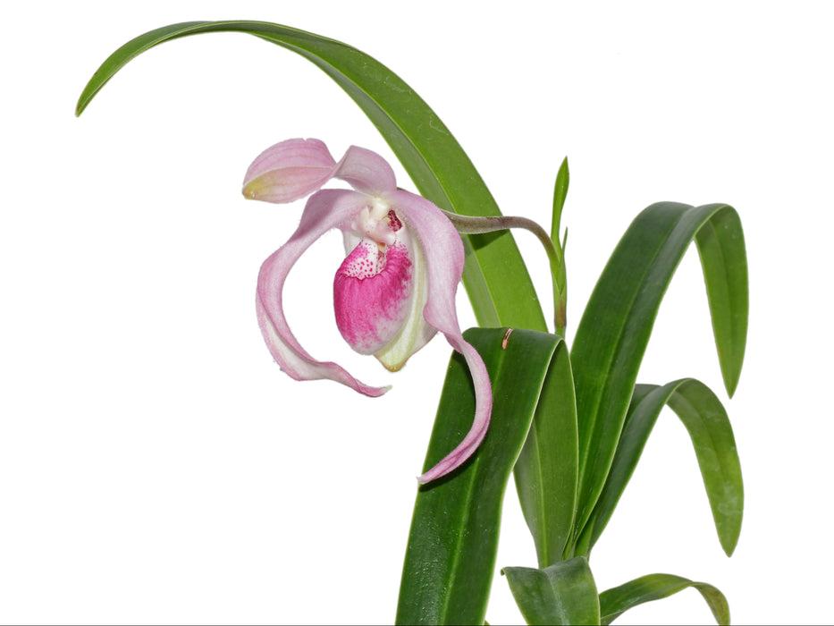 Phragmipedium Gerardo Guachisaca
