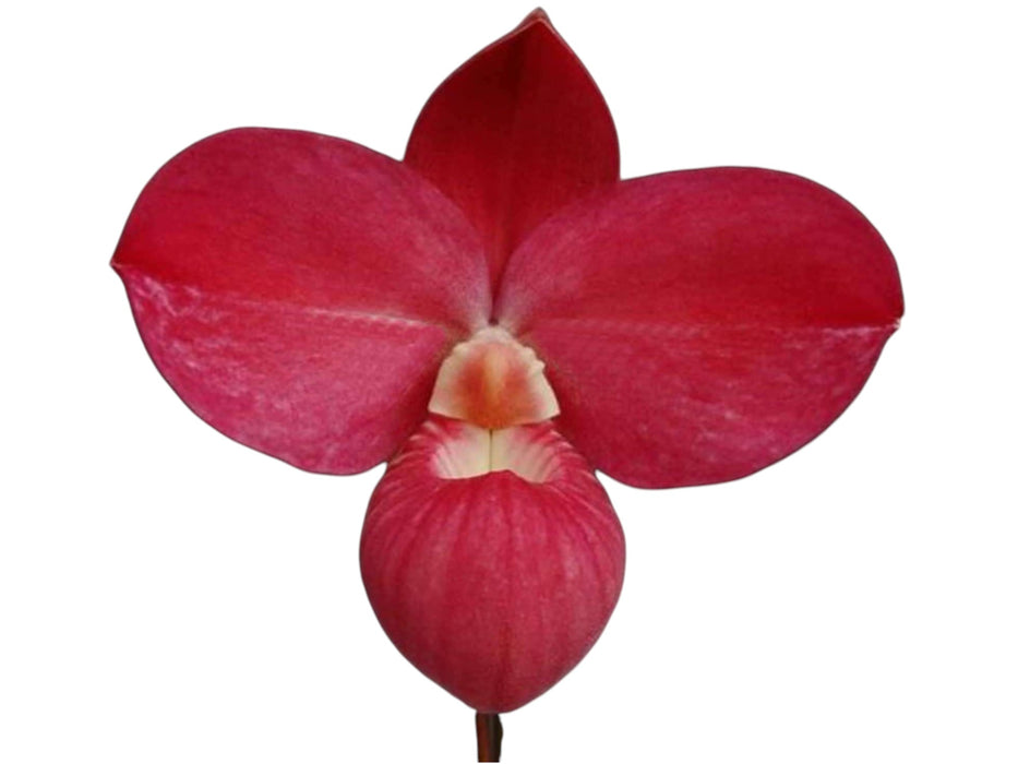 Phragmipedium Glen Decker