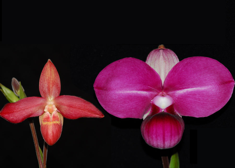 Phragmipedium Glen Decker