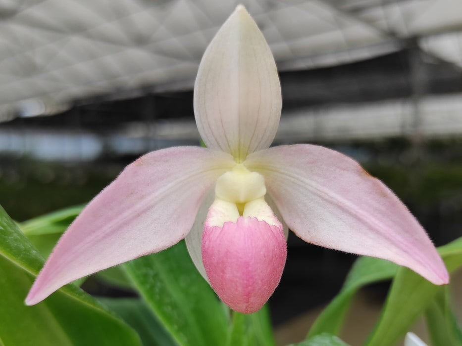 Phragmipedium Grouville