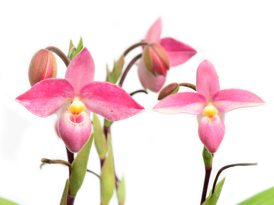 Phragmipedium Hanne Popow