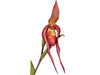 Phragmipedium Harry Nagata