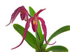 Phragmipedium Ingrid Portilla
