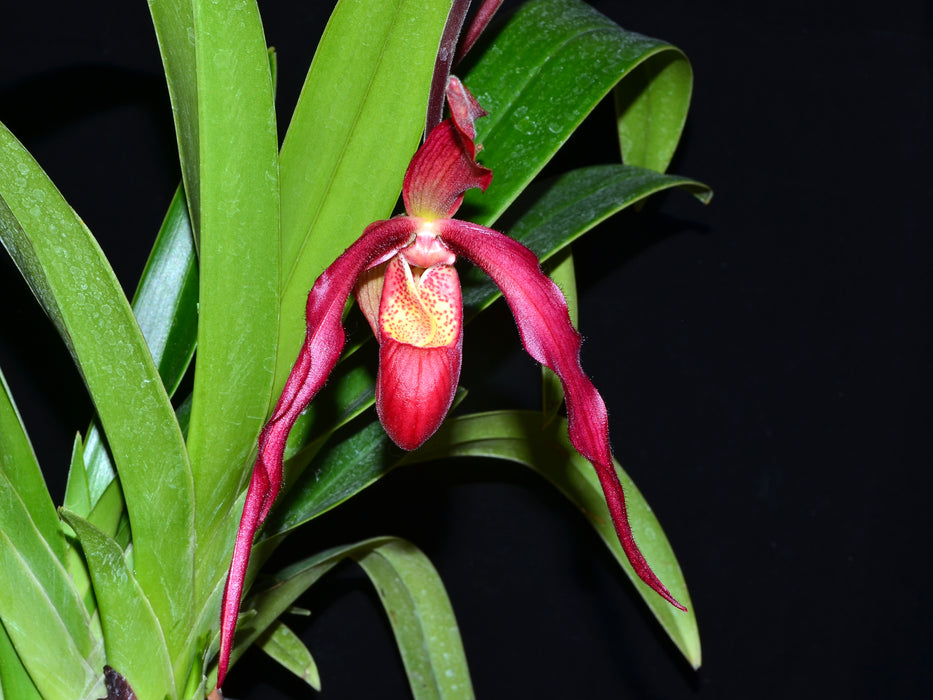Phragmipedium Ingrid Portilla