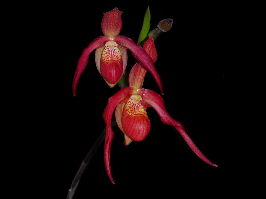 Phragmipedium Ingrid Portilla