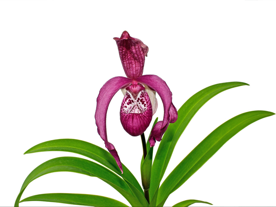 Phragmipedium Ingrid Suarez Ecuagenera