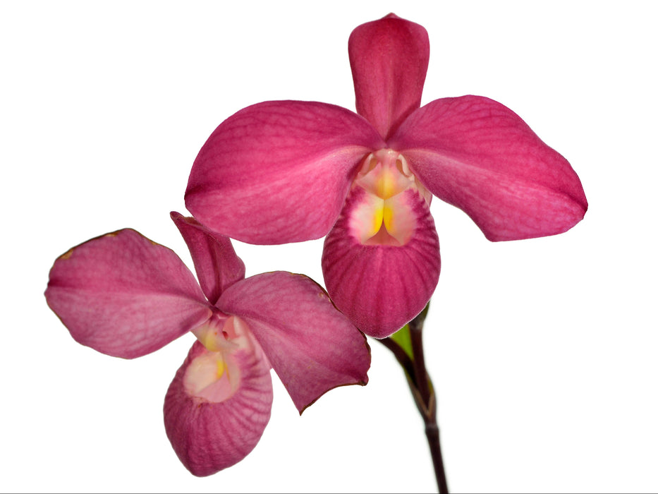 Phragmipedium Ivan Portilla